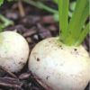 紫えんどうのタネ約30粒入り無農薬・無化学肥料たねの森【メール便可】