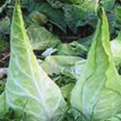 キャベツフィルダークラウトのタネ約100粒入り　無農薬・無化学肥料・固定種 たねの森【メール便可】
