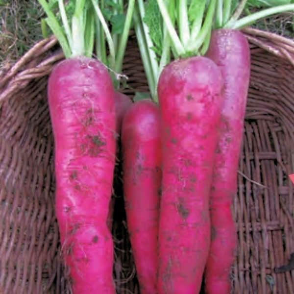 紫えんどうのタネ約30粒入り無農薬・無化学肥料たねの森【メール便可】