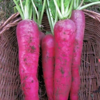 赤大根のタネ約200粒入り　無農薬・無化学肥料・固定種 たねの森【メール便可】