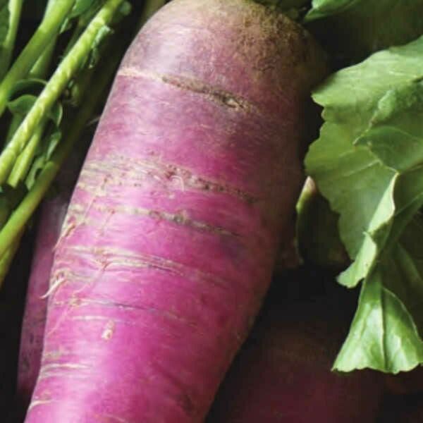 紫えんどうのタネ約30粒入り無農薬・無化学肥料たねの森【メール便可】