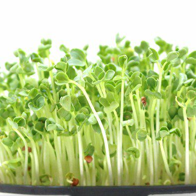 有機種子ラディッシュ（カイワレ大根）スプラウト小袋15g