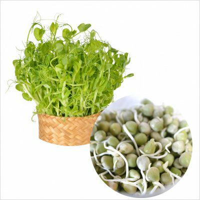 有機種子アルファルファスプラウト小袋12g