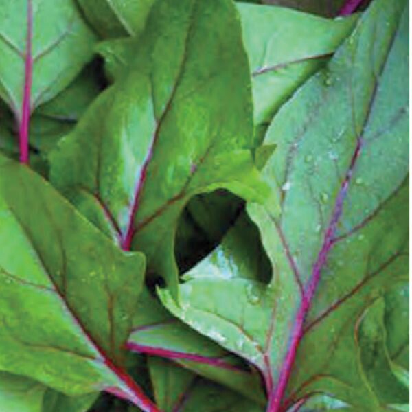 紫えんどうのタネ約30粒入り無農薬・無化学肥料たねの森【メール便可】