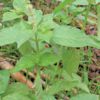 紫えんどうのタネ約30粒入り無農薬・無化学肥料たねの森【メール便可】