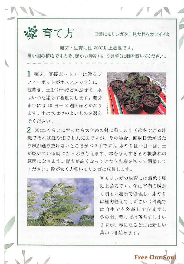モリンガのチカラモザンビークのモリンガ種子50粒【3点までメール便可】