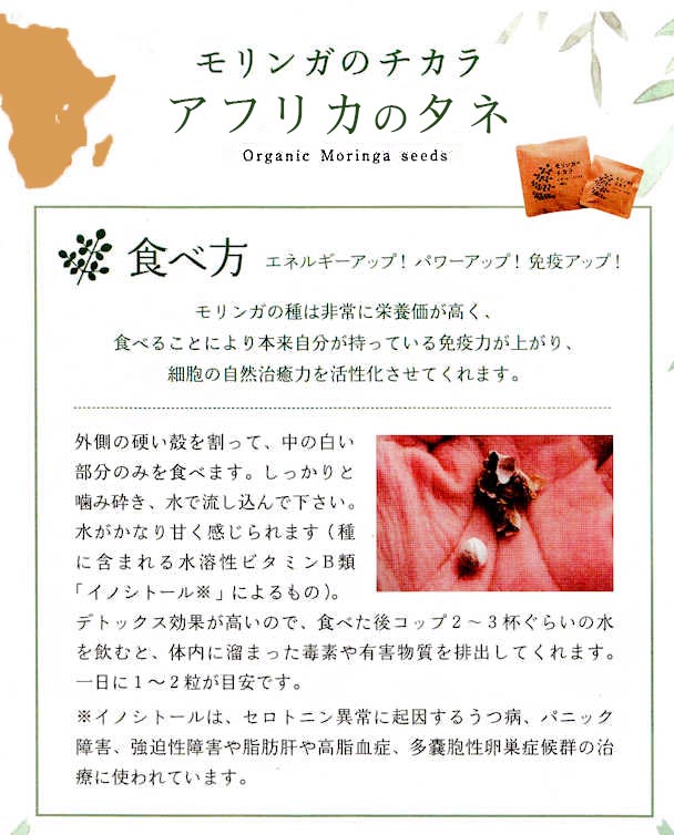 モリンガのチカラモザンビークのモリンガ種子50粒【3点までメール便可】