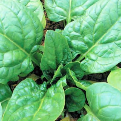 バターフレーほうれんそうのタネ約300粒入り　無農薬・無化学肥料・固定種 たねの森【メール便可】