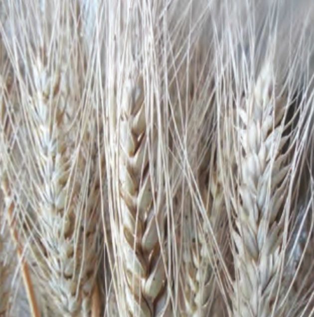 ユメカオリ小麦のタネ約1000粒入り無農薬・無化学肥料・固定種たねの森【メール便可】