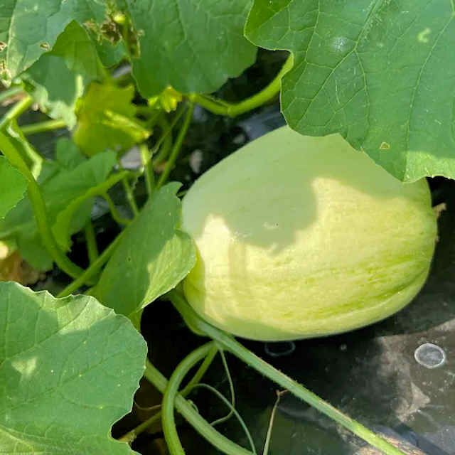 自然農法の種・固定種・国産まくわうりの種8粒