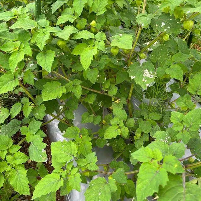 【新たね入荷】有機種子ミニトマトラウンドレッドの種約50粒