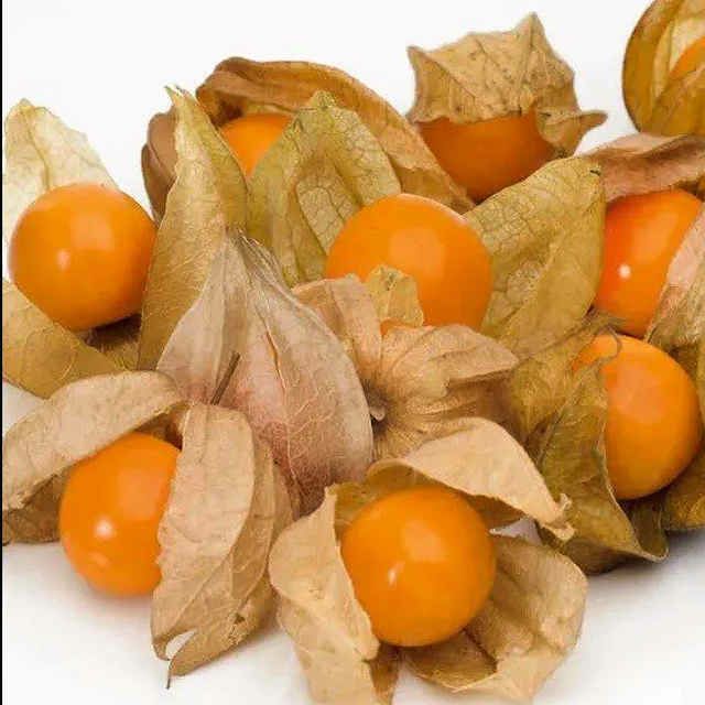 有機種子食用ホオズキケープグースベリーの種約10粒