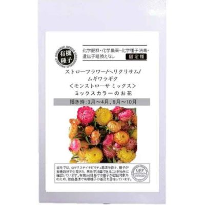 ヘリクリサム モンストローサミックスの種約25粒