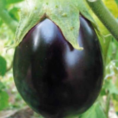米なすブラックビューティーのタネ約30粒入り　無農薬・無化学肥料・固定種 たねの森【メール便可】