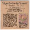 東京べか菜のタネ約500粒入り無農薬・無化学肥料・固定種たねの森【メール便可】