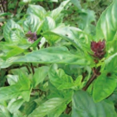 シナモンバジルのタネ約300粒入り　無農薬・無化学肥料・固定種 たねの森【メール便可】