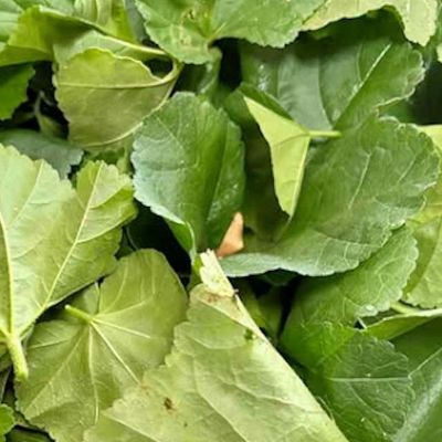 【国内採種/固定種】おかのりの種1.5ml(約26粒）　畑懐〔はふう〕の種【メール便可】