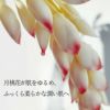 ムーンピーチチェリッシュフラワーオイル60ml