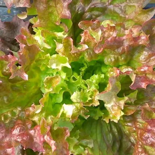 【新たね入荷】レッドオラッシュヤマホウレンソウ赤ベビーリーフの種約130粒