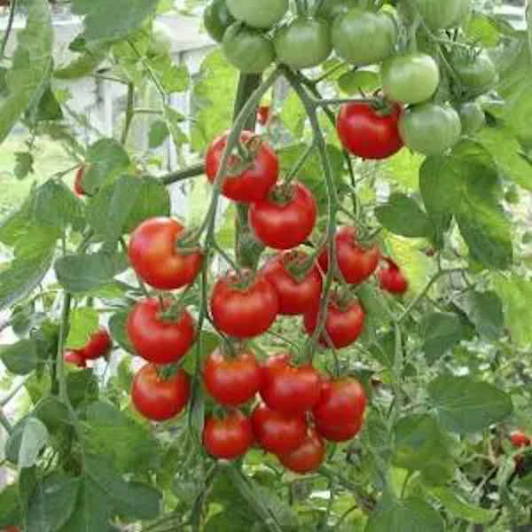 【新たね入荷】有機種子ミニトマトラウンドレッドの種約50粒