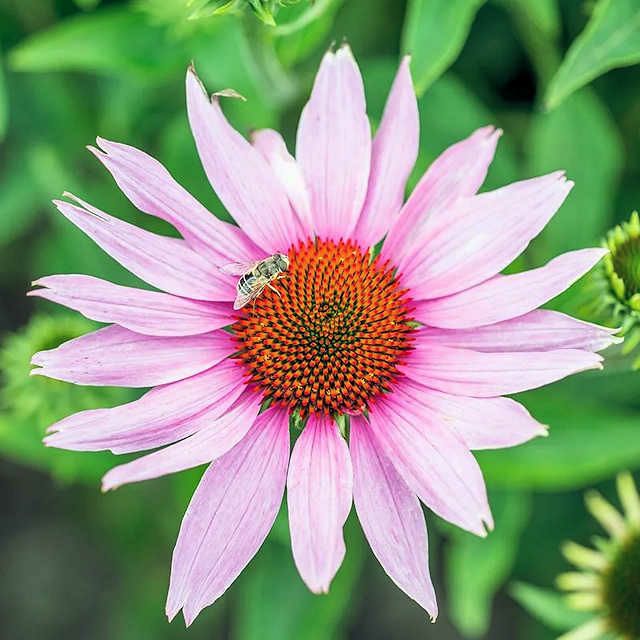 有機種子エキナセア（紫バレン菊）の種約40粒
