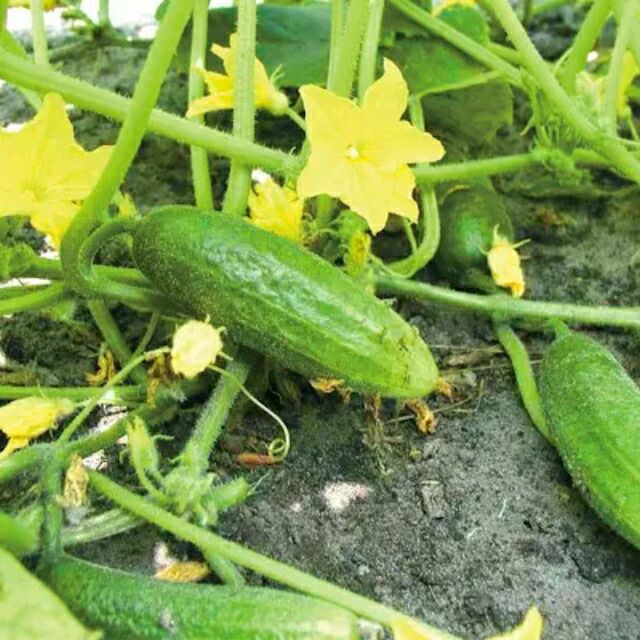 【新たね入荷】有機種子メロンきゅうり/マイクロキュウリ25粒