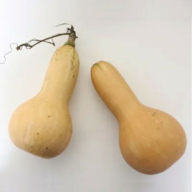 【新たね入荷】有機種子メロンきゅうり/マイクロキュウリ25粒