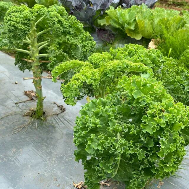 有機種子ケールカーリータイプ緑葉の種0.4ｇ