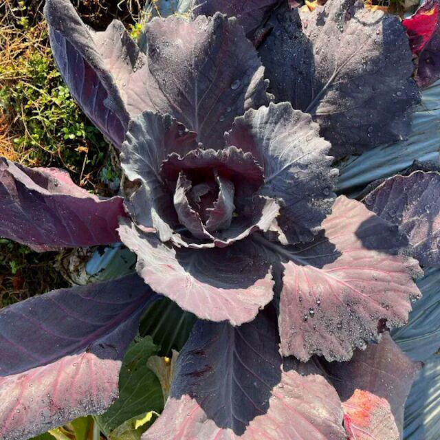 有機種子赤キャベツロイヤルパープルの種約60粒