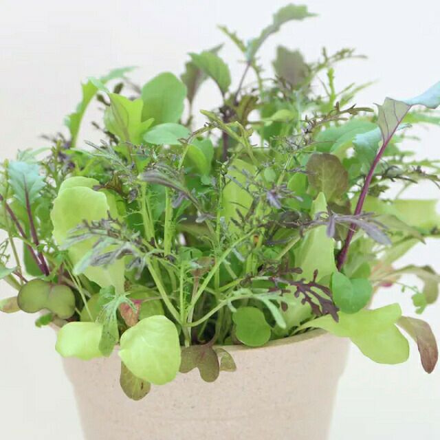 有機種子サラダミックスベビーリーフミックスの種3.3g