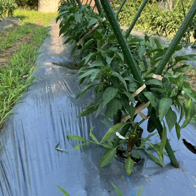 国産・有機栽培種子ハラペーニョの種約18粒