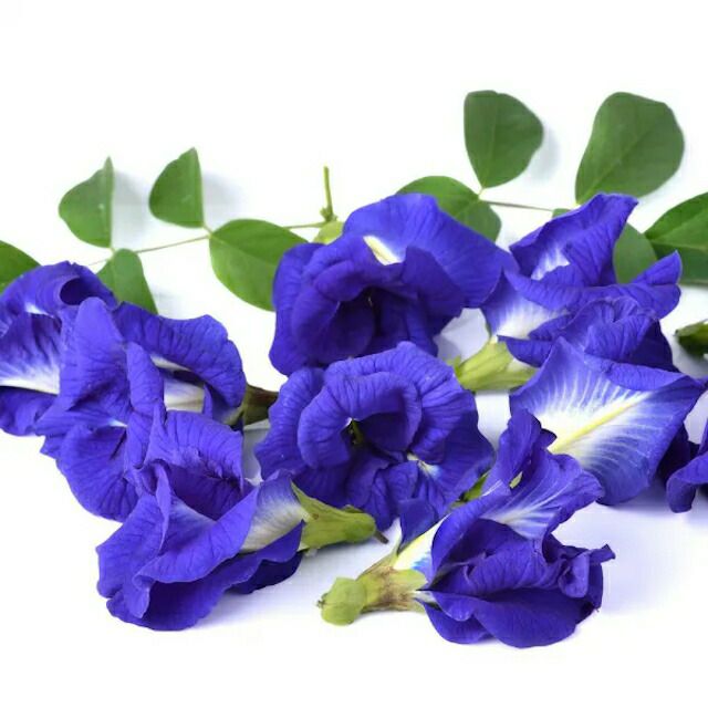 有機種子二藍（ふたあい）しそ/紫蘇シソの種1.0ｇ