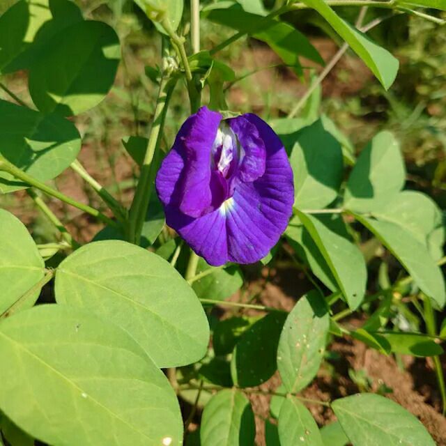 国内産・有機種子バタフライピーの種25粒