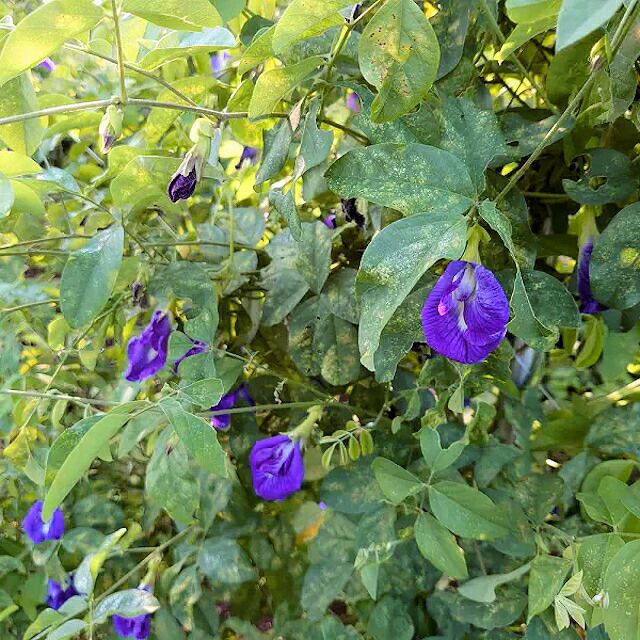 国内産・有機種子バタフライピーの種25粒