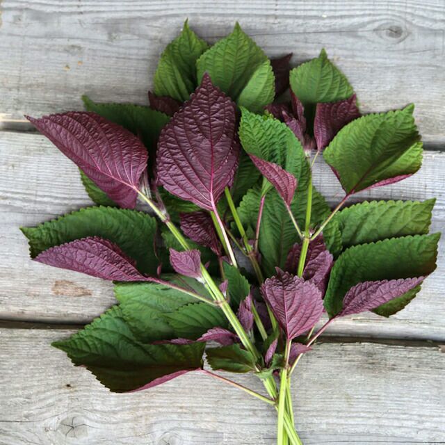 有機種子二藍（ふたあい）しそ/紫蘇シソの種1.0ｇ