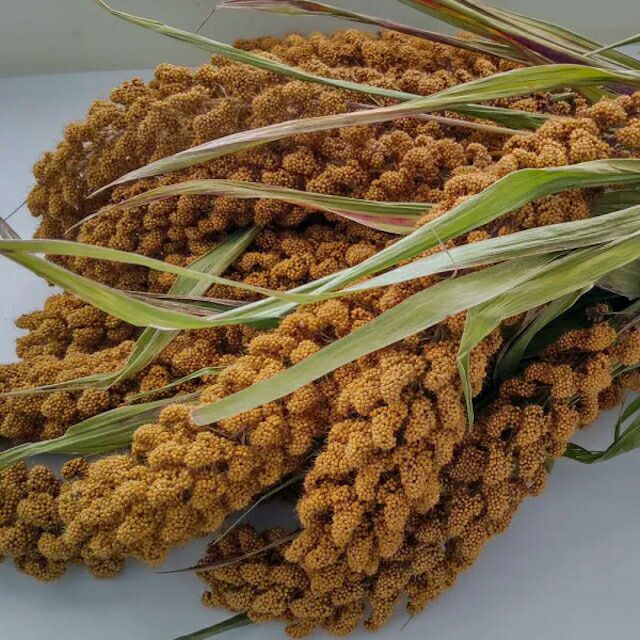 国内産・有機種子もちあわの種14ｇ