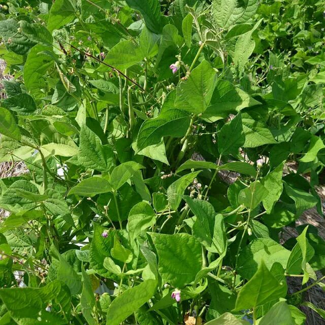 自然農法種子越谷いんげんの種12粒